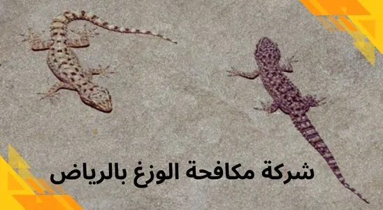 
            شركه مكافحه الوزغ بجدة
            